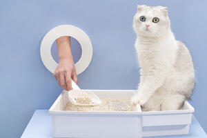 Choosing the Right Cat Litter and Wet Food