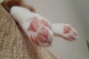 Understanding Cat Paw Cleaning Foam