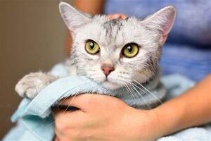 The Benefits of Pet Absorbent Towels