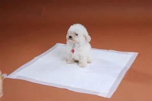 Understanding Pet Training Pads