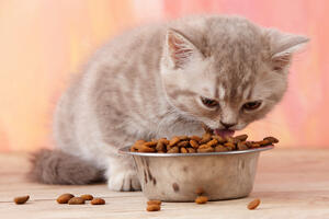 Choosing the Right Cat Litter and Wet Food