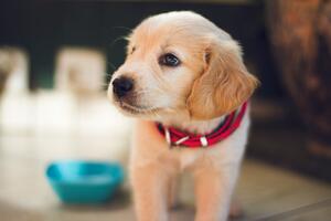 Understanding Pet Training Pads