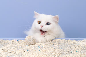 The Benefits of Cat Tofu Litter