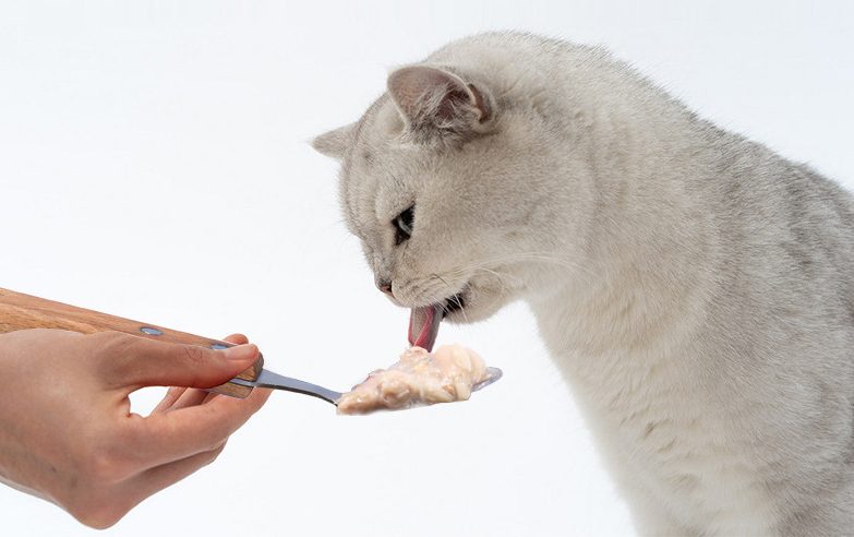 Tuna Canned Cat Food: A Seafood Feast for Your Feline