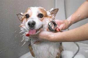 Fun and Flavor: The Joy of Bacon Flavored Bubbles for Pets