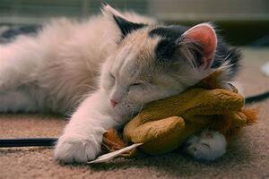 The Benefits of Catnip Cookies for Your Feline Friend