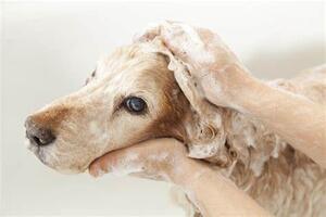 Understanding Pet Shampoo and Conditioner: The Differences from Human Products