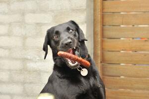 Savory Sausages for Dogs: A Flavorful Treat Trio