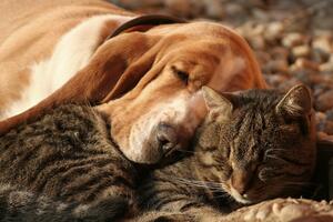 Soothing Stress: The Benefits of Calming Spray for Pets