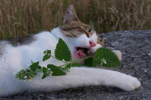 The Wonders of Catnip Leaves