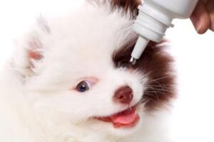 Tearstain Remover: A Solution for Your Pet’s Stains