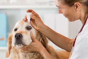 Understanding Pet Eye Drops: Keep Your Pet’s Eyes Healthy