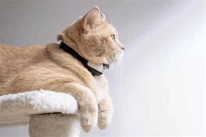 Understanding Flea Collars for Cats: A Practical Solution