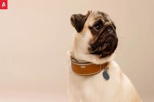 Flea Collars for Dogs: An Effective Solution for Parasite Protection