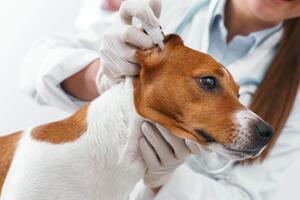 Pet Ear Mite Drops: A Solution for Ear Mite Infections