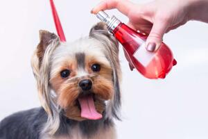 The Benefits of Pet Fragrance Sprays: A Quick Guide