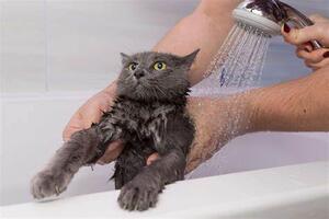 Why You Should Choose a Special Kitten Shampoo for Your Furry Baby