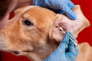 Understanding Pet Ear Plucking Powder: A Simple Guide