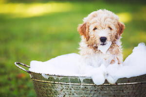 The Benefits of Aloe Vera Pet Soap: A Natural Choice for Your Pet’s Skin