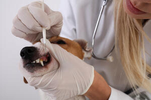 The Importance of Pet Toothbrushes for Your Furry Friend