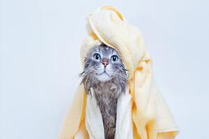 The Essential Guide to Long-Haired Cat Shampoo: Why It’s a Must for Your Feline Friend