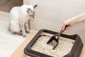 Understanding Cat Litter Deodorizer Powder