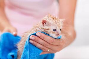 Kitten Shampoo: Gentle Care for Your Little One