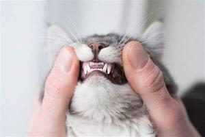 Dental Hygiene Set for Cats: Complete Care for Your Cat’s Teeth