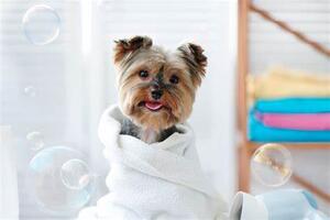 Tea Tree Oil Pet Soap: Natural Cleanliness for Your Furry Friend