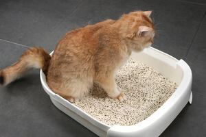 Understanding Cat Litter Deodorizing Powder: A Must-Have for Cat Owners